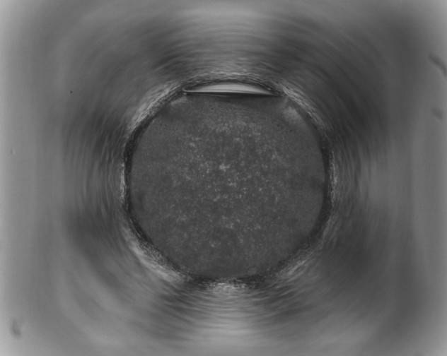 X0000100390494200806130955