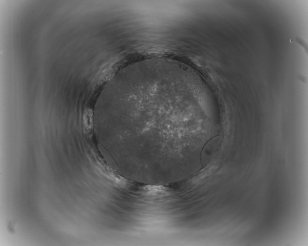 X0000100390528200806130954