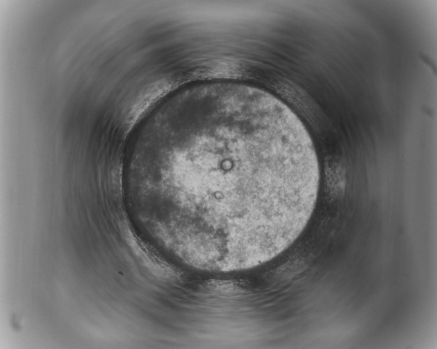 X0000100390534200806130954