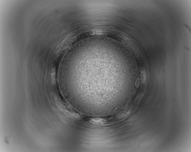 X0000100390557200806130954