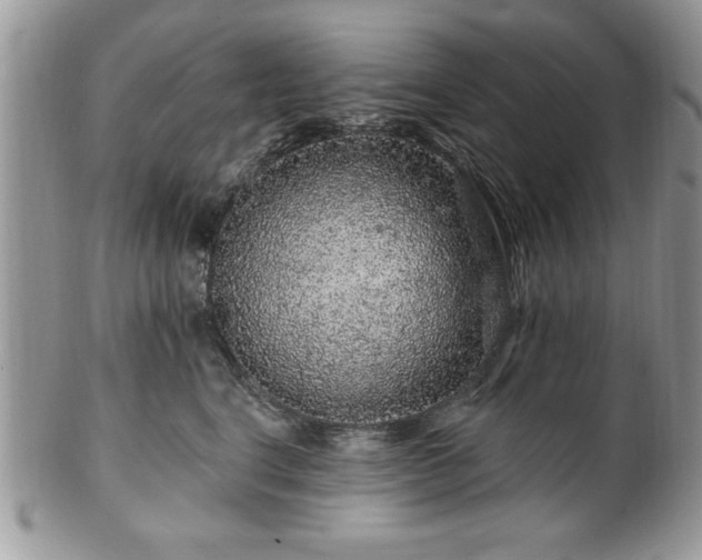 X0000100390664200806130953