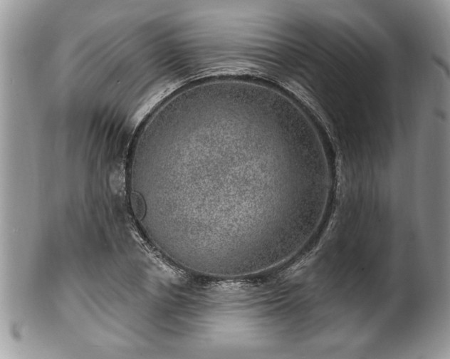 X0000100390834200806130950