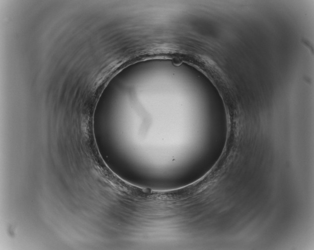 X0000100391217200806130944