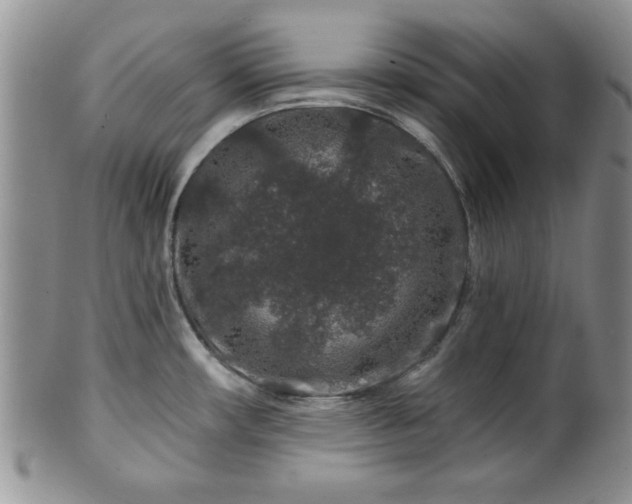 X0000100391482200806130941