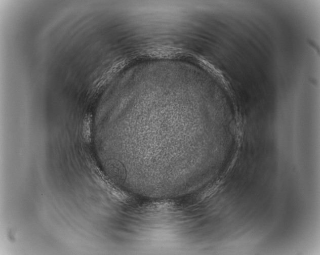 X0000100390065200806201723