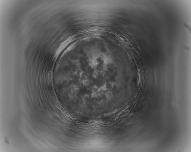 X0000100390099200806201723