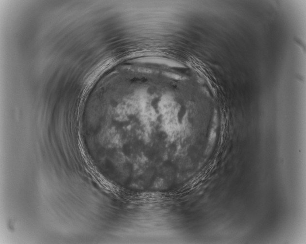 X0000100390145200806201721