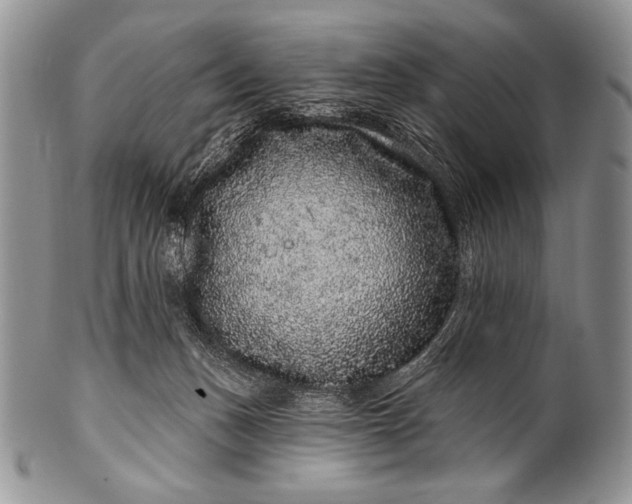 X0000100390175200806201722