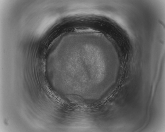 X0000100390194200806201721