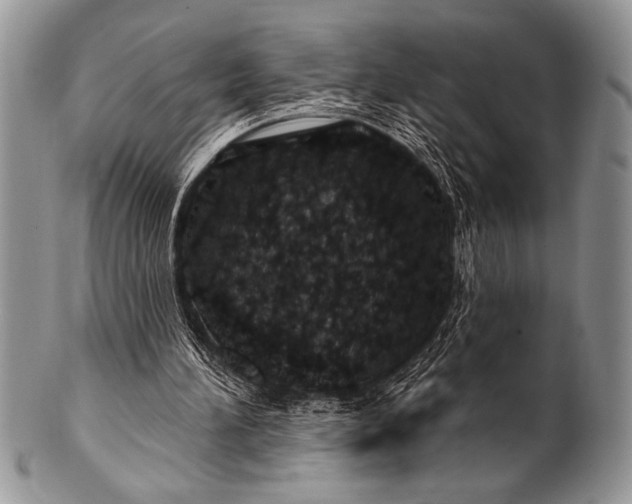 X0000100390196200806201721