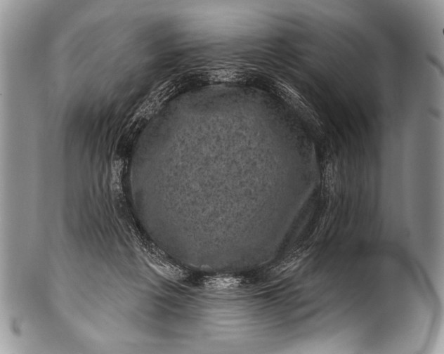 X0000100390217200806201721