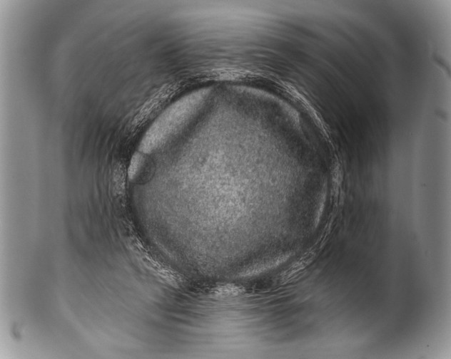 X0000100390257200806201720