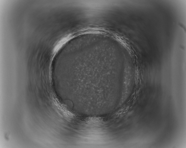 X0000100390296200806201720