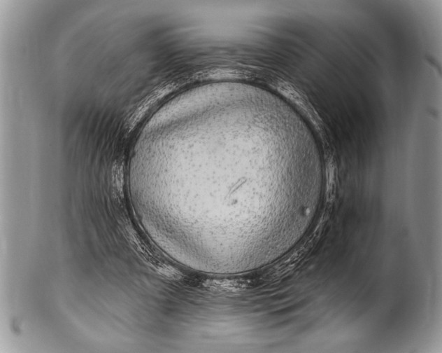 X0000100390297200806201720