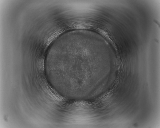 X0000100390299200806201720