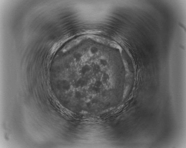 X0000100390337200806201718