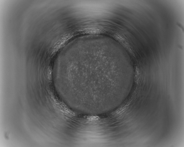 X0000100390355200806201719