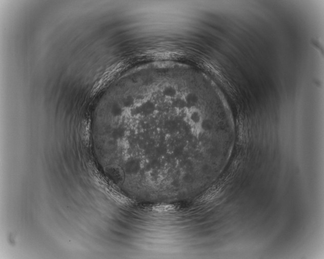 X0000100390357200806201719