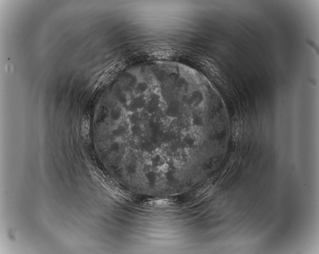 X0000100390365200806201719