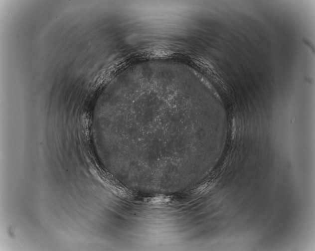 X0000100390366200806201719