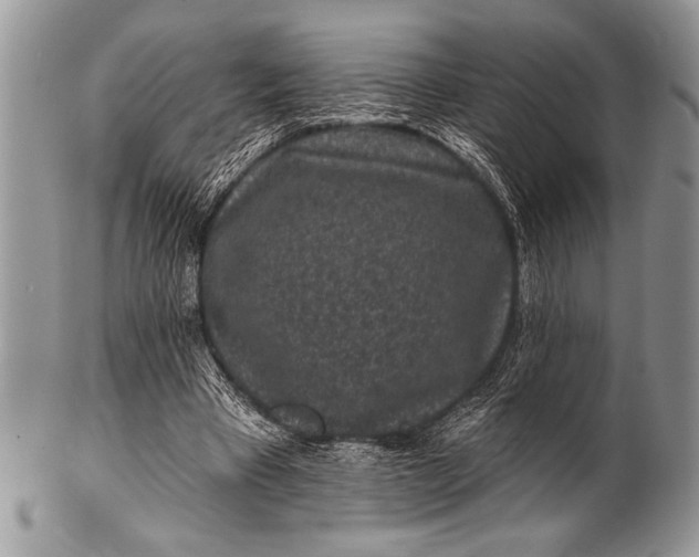 X0000100390393200806201718