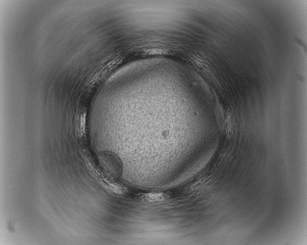 X0000100390406200806201718