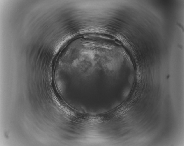 X0000100390438200806201717