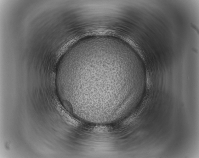 X0000100390445200806201717