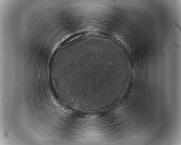 X0000100390492200806201717