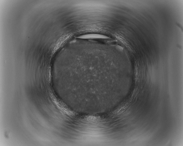 X0000100390494200806201717