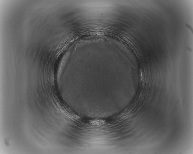 X0000100390508200806201717