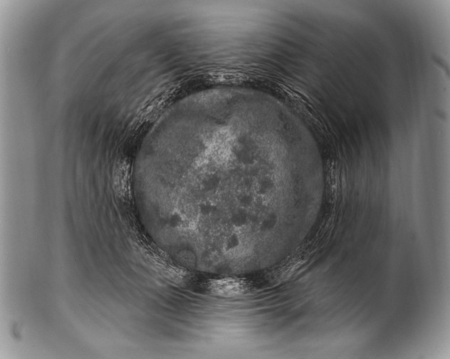 X0000100390511200806201717