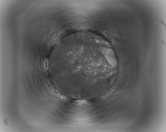 X0000100390528200806201716