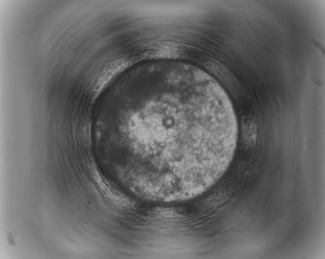 X0000100390534200806201716