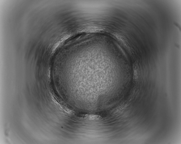 X0000100390539200806201716