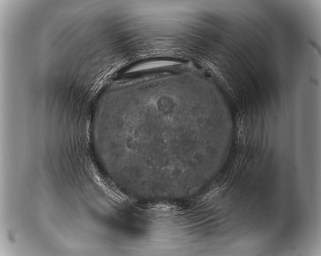 X0000100390542200806201716