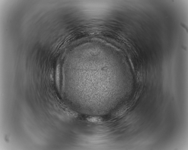 X0000100390561200806201716