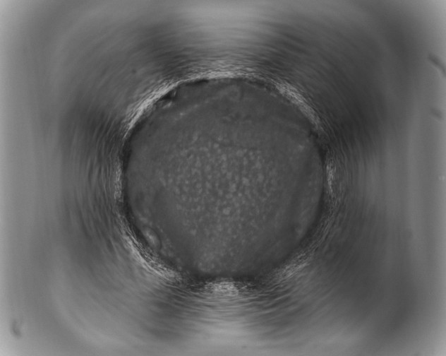 X0000100390588200806201716