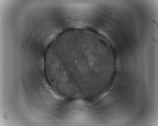 X0000100390589200806201715