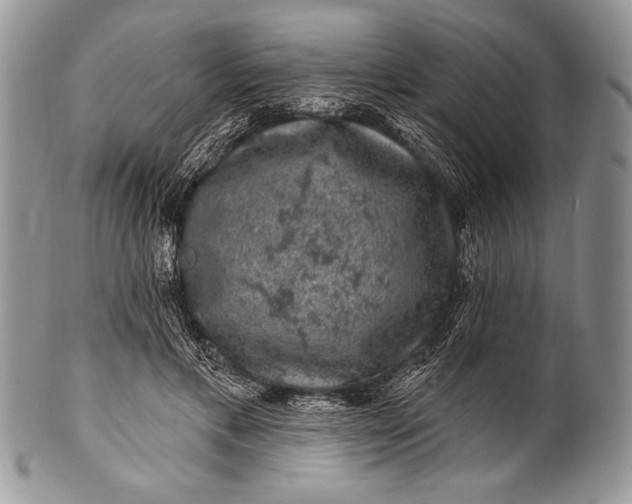 X0000100390597200806201715