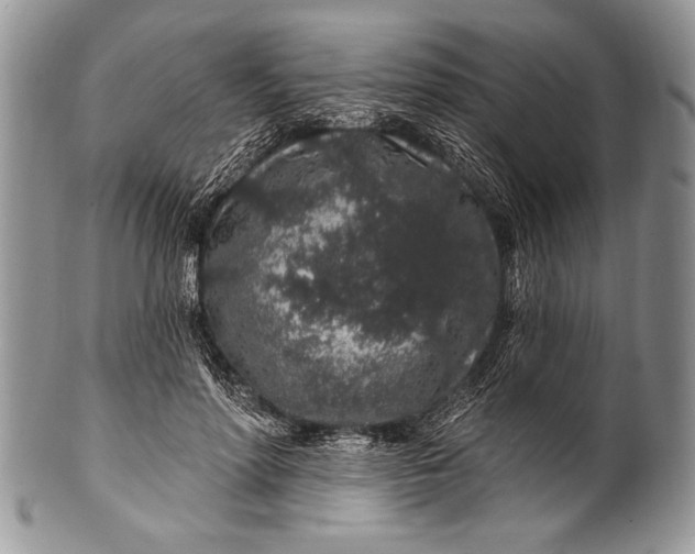 X0000100390598200806201715