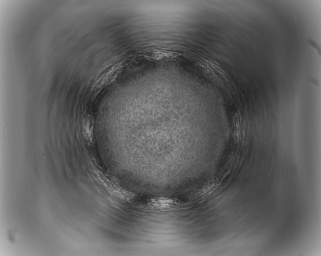 X0000100390607200806201715