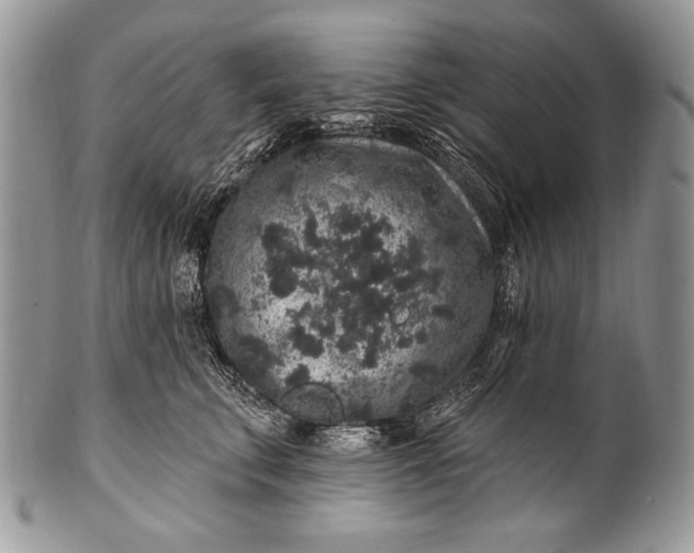 X0000100390711200806201714