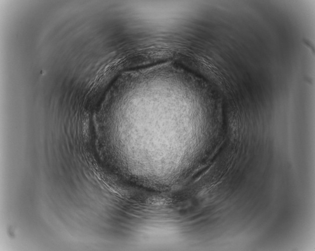 X0000100390745200806201713