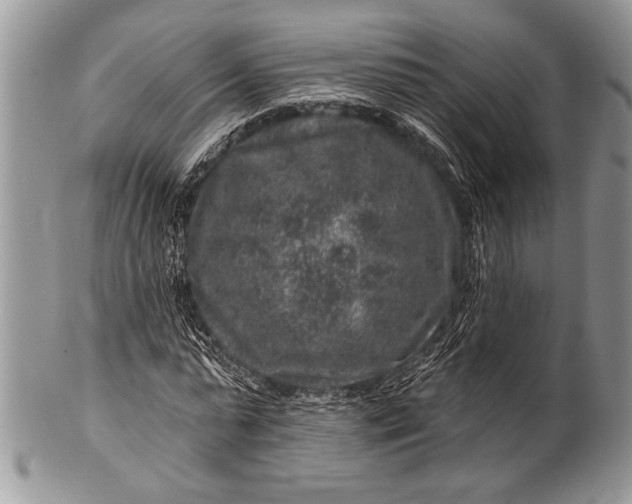 X0000100390775200806201713