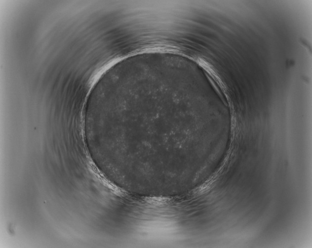 X0000100390854200806201712