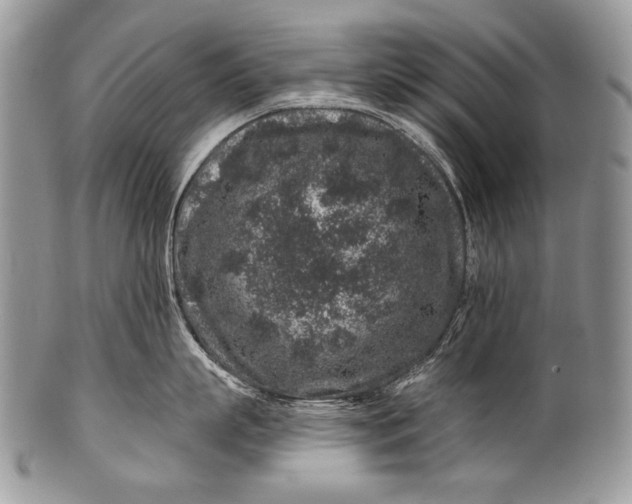 X0000100390863200806201712