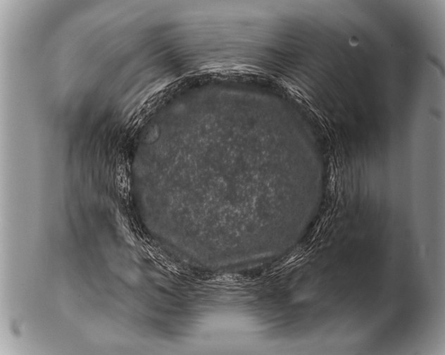 X0000100390966200806201710