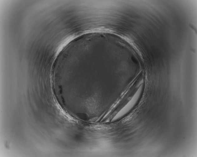 X0000100390998200806201709