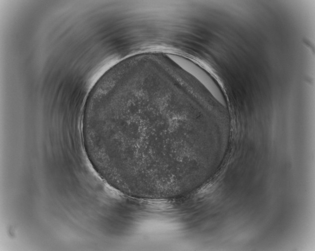 X0000100391007200806201709